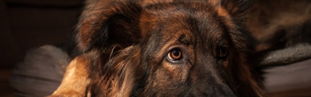 Moj pas se plaši petardi: 5 načina da smanjite strah i umirite kućnog ljubimca (VIDEO)