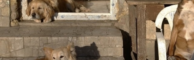 Kako da pomognete svojim kućnim ljubimcima u sezoni petardi?!