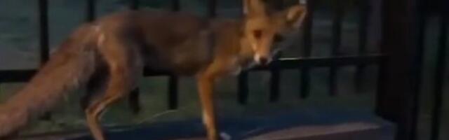 GRAĐANI U ŠOKU, VELIKA LISICA ŠUNJA SE PO VOŽDOVCU! Zverka uočena kod jednog supermarketa, NEMA STRAH OD LJUDI (VIDEO)