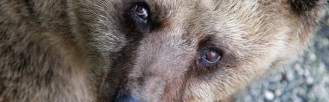 KRZNENA MAGISTRALA: Medvedi u Bosni se spustili među ljude