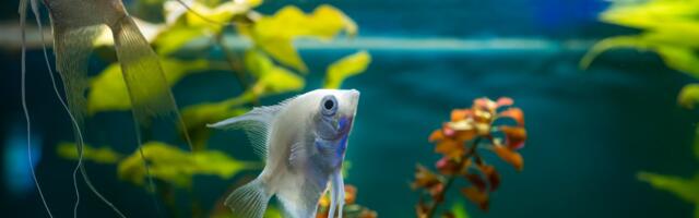 Kako da vam voda u akvarijumu bude kristalno čista