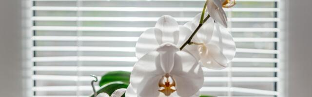 Namirnica koju imate kod kuće učiniće da ORHIDEJE CVETAJU KAO LUDE