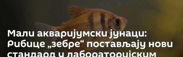 Мали акваријумски јунаци: Рибице „зебре“ постављају нови стандард у лабораторијским истраживањима