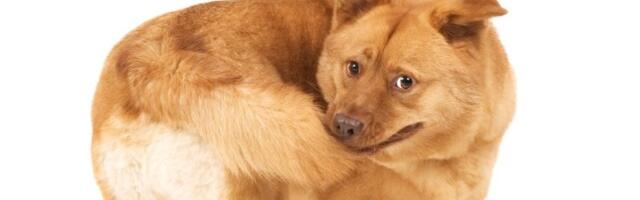 Pas juri svoj rep? Slatko izgleda, ali može da krije ozbiljan zdravstveni problem