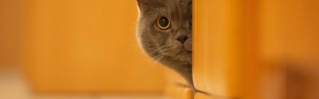 Zašto mačka nestane čim čuje zvono? Skriveni znak koji mnogi vlasnici pogrešno tumače