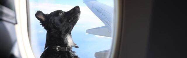 Oprez ako letite avionom sa ljubimcem: Ovaj potez nosi kaznu od 900 evra