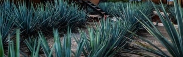 Da li želite pristup hiljadama litara tekile? Iznajmite bačvu za stanovanje usred polja agave