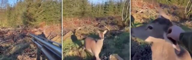HIT Srna se "zahvalila" lovcu što je nije upucao (VIDEO)