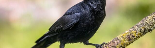 Viđate vrane? Neprijatna slutnja